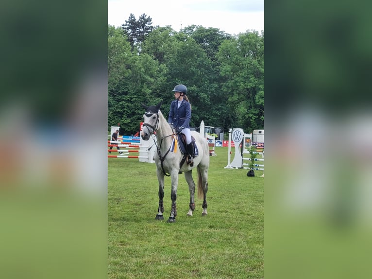 Cheval de sport allemand Jument 8 Ans 174 cm Gris in Cremlingen