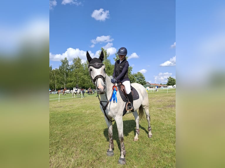 Cheval de sport allemand Jument 8 Ans 174 cm Gris in Cremlingen