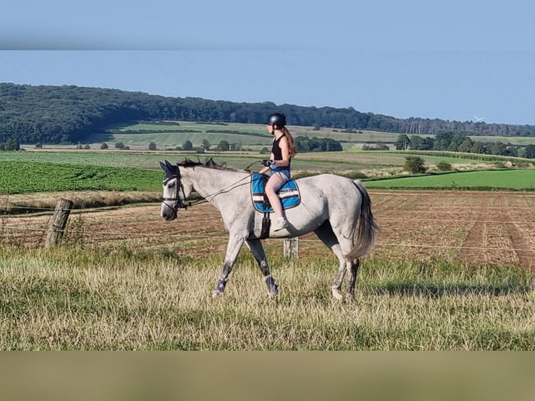 Cheval de sport allemand Jument 8 Ans 174 cm Gris in Cremlingen