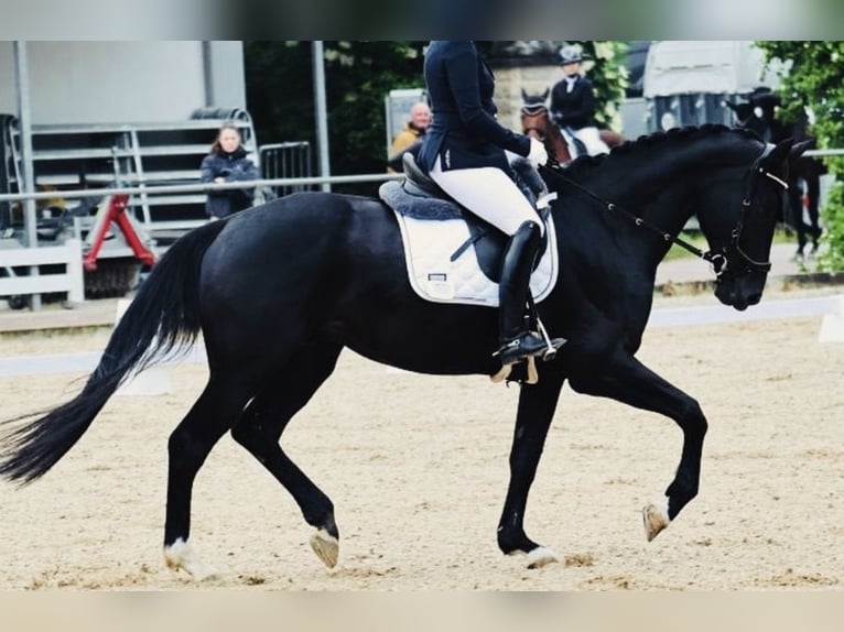 Cheval de sport allemand Jument 8 Ans 174 cm Noir in Königsbrunn