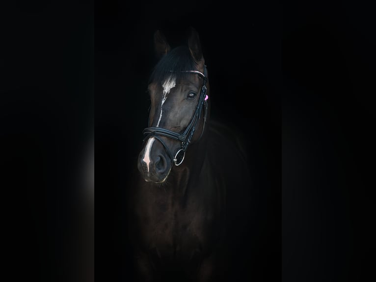 Cheval de sport allemand Jument 8 Ans 175 cm Bai brun foncé in Aldrans