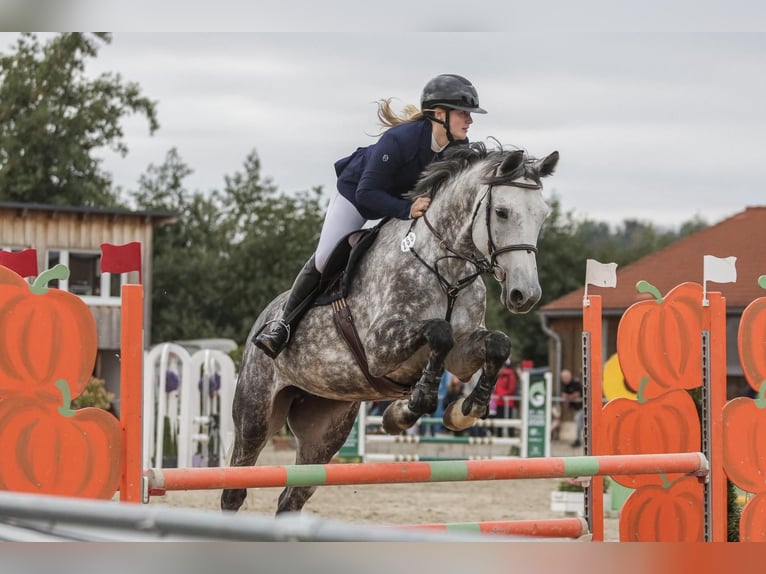 Cheval de sport allemand Jument 8 Ans 175 cm Gris in Leipzig