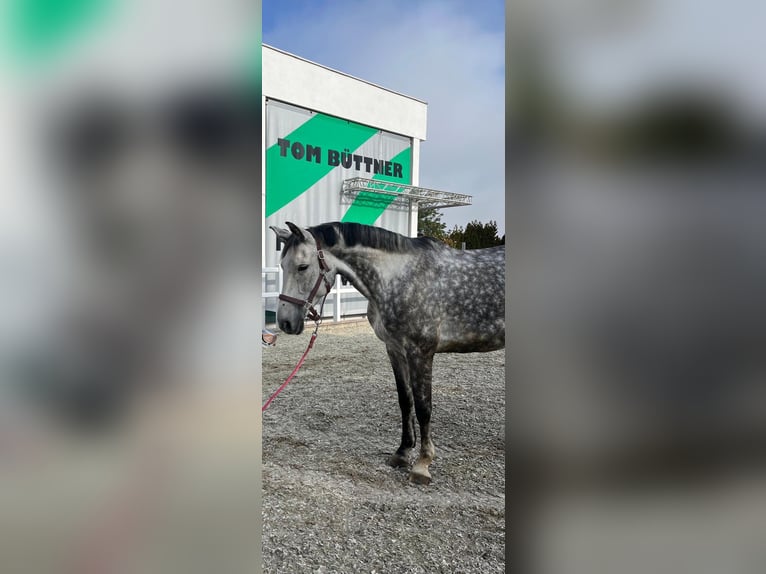 Cheval de sport allemand Jument 8 Ans 175 cm Gris in Leipzig