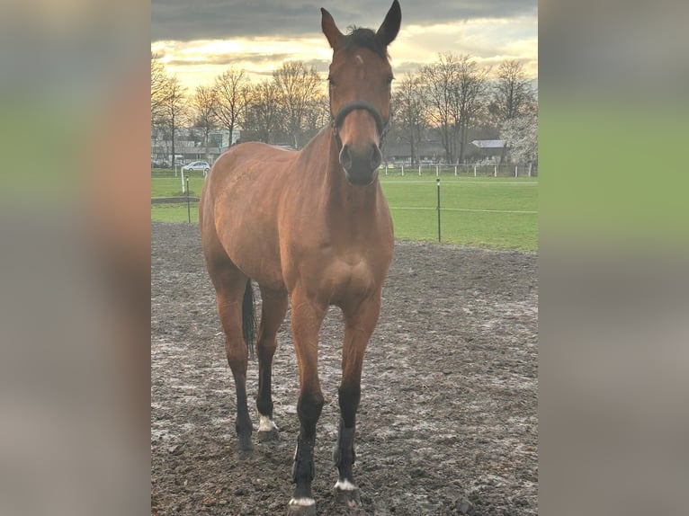 Cheval de sport allemand Jument 8 Ans 176 cm Bai in Delbrück