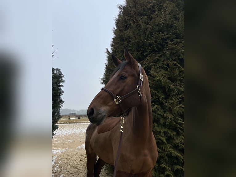 Cheval de sport allemand Jument 8 Ans 178 cm  in Fraunberg