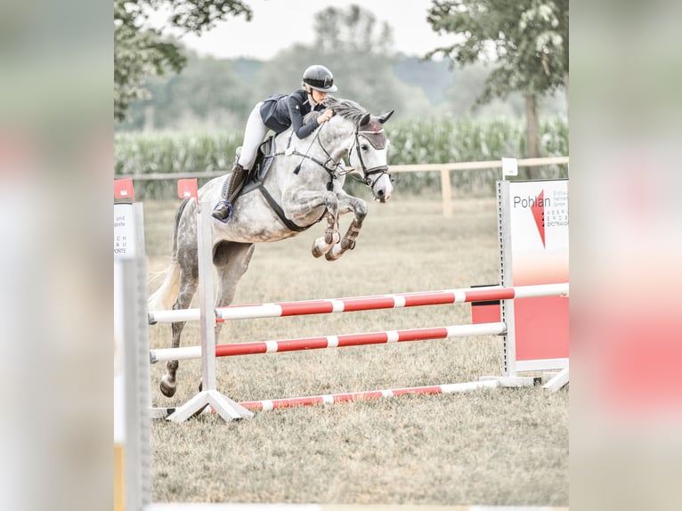 Cheval de sport allemand Jument 8 Ans 178 cm Gris in Volkenschwand