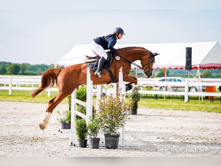 Cheval de sport allemand Jument 8 Ans 179 cm Alezan in Nersingen