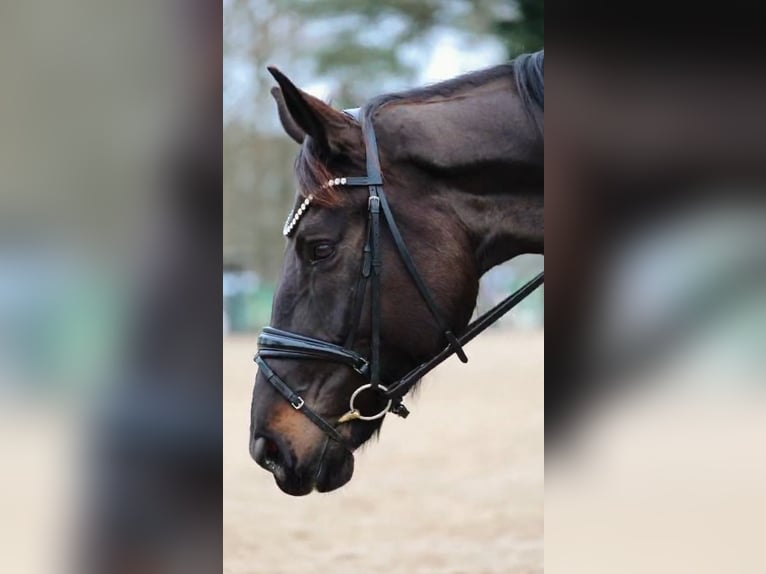 Cheval de sport allemand Jument 8 Ans 189 cm Noir in Nidda