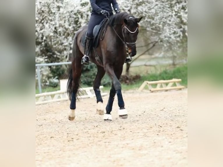 Cheval de sport allemand Jument 8 Ans 189 cm Noir in Nidda