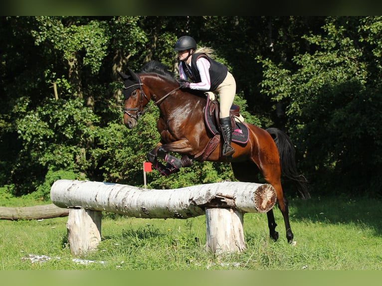 Cheval de sport allemand Jument 9 Ans 160 cm Bai brun in Ueckerm&#xFC;nde