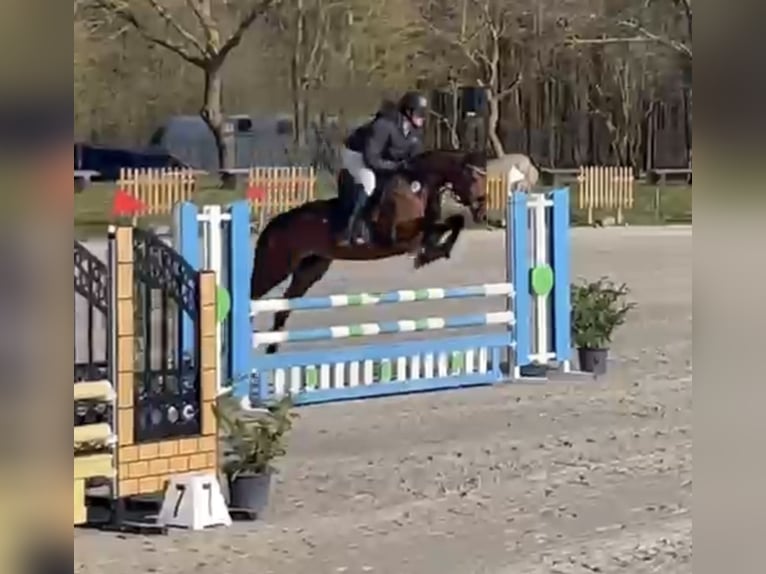 Cheval de sport allemand Jument 9 Ans 160 cm Bai in Stahnsdorf