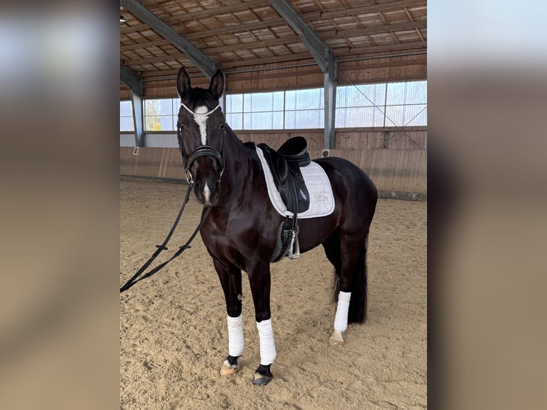Cheval de sport allemand Jument 9 Ans 163 cm Bai brun foncé in Fürstenzell