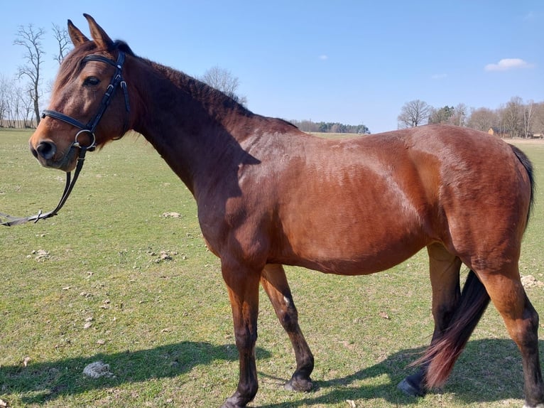 Cheval de sport allemand Jument 9 Ans 163 cm Bai in Rietz-Neuendorf