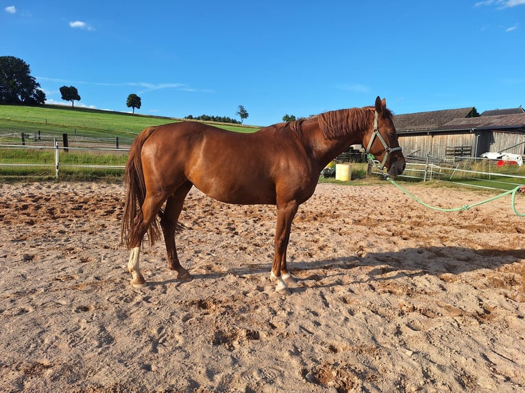 Cheval de sport allemand Jument 9 Ans 164 cm in Parkstein