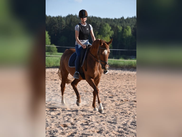Cheval de sport allemand Jument 9 Ans 164 cm in Parkstein