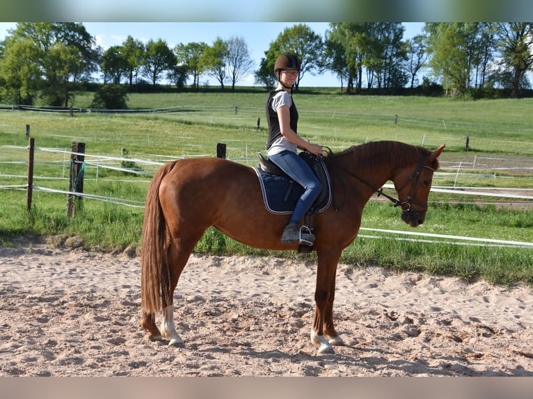 Cheval de sport allemand Jument 9 Ans 164 cm in Parkstein