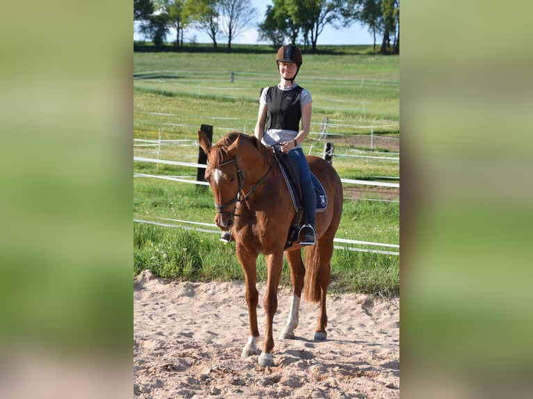 Cheval de sport allemand Jument 9 Ans 164 cm in Parkstein