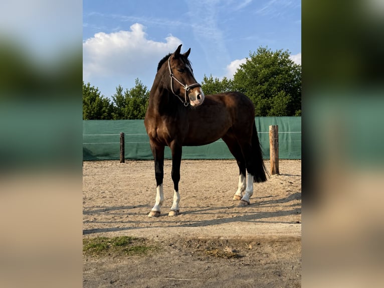 Cheval de sport allemand Jument 9 Ans 165 cm Bai brun in Glashütte