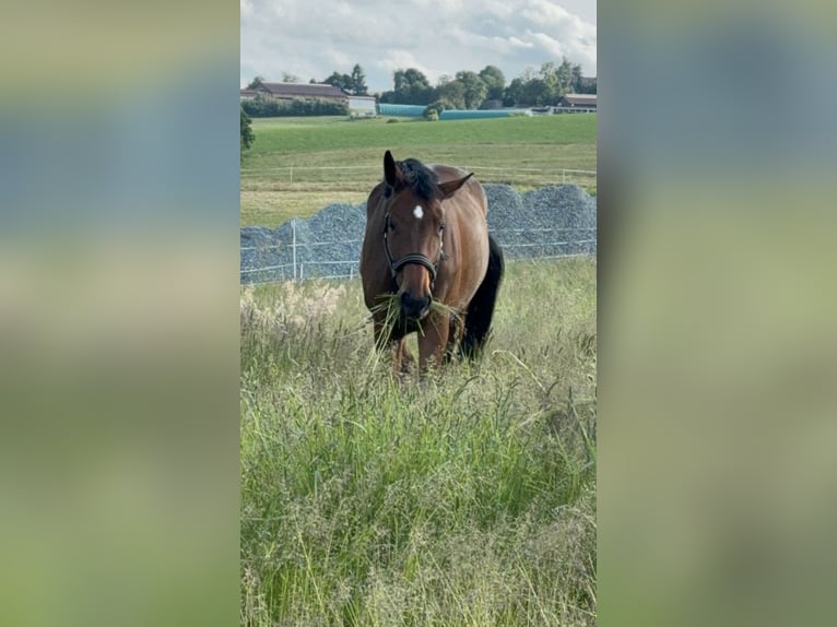Cheval de sport allemand Jument 9 Ans 165 cm Bai in Windischeschenbach