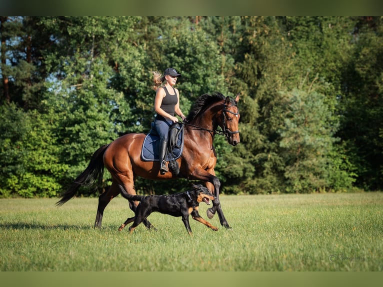Cheval de sport allemand Jument 9 Ans 165 cm Bai in Windischeschenbach