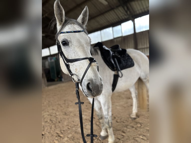 Cheval de sport allemand Jument 9 Ans 165 cm Gris moucheté in Trier