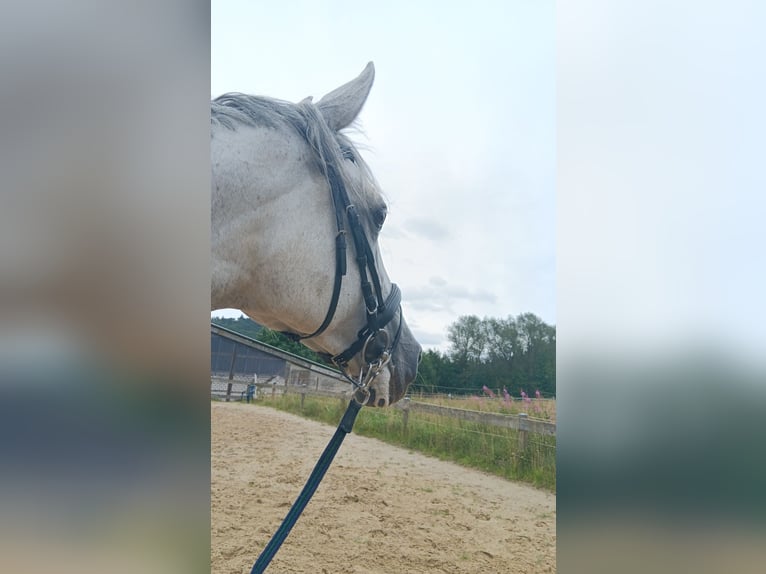 Cheval de sport allemand Jument 9 Ans 165 cm Gris pommelé in Marsberg