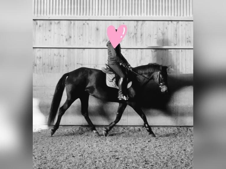 Cheval de sport allemand Jument 9 Ans 166 cm Bai in Balingen