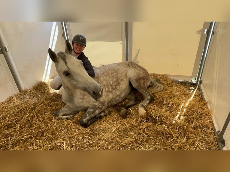 Cheval de sport allemand Jument 9 Ans 166 cm Gris in Benzweiler