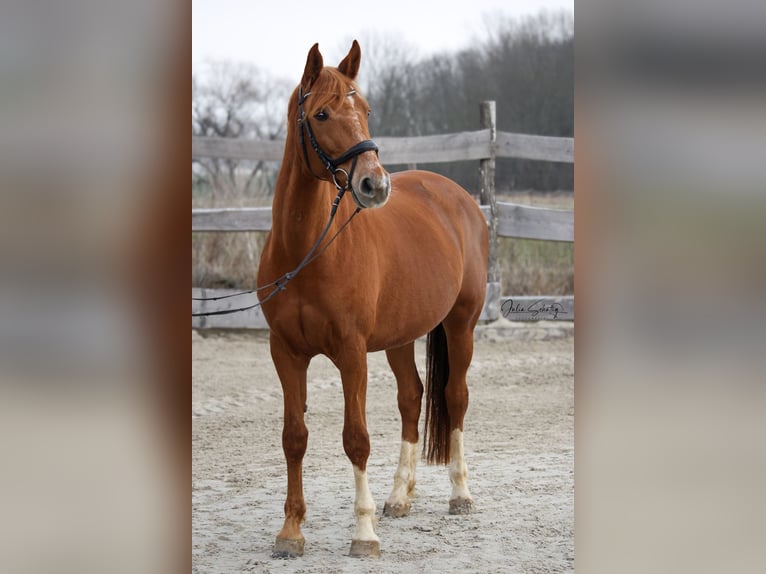 Cheval de sport allemand Jument 9 Ans 167 cm Alezan in Kabelsketal