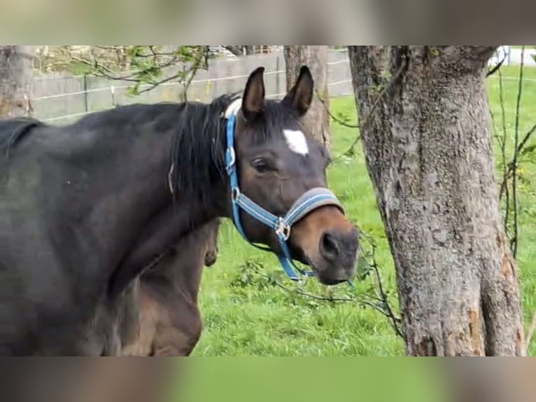 Cheval de sport allemand Jument 9 Ans 167 cm Bai in Gmünd
