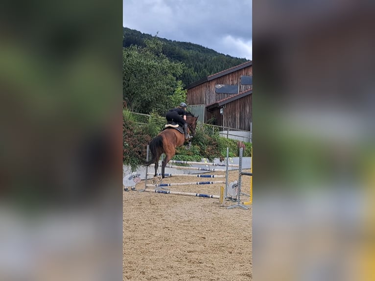Cheval de sport allemand Jument 9 Ans 167 cm Bai in St. Peter in der Au