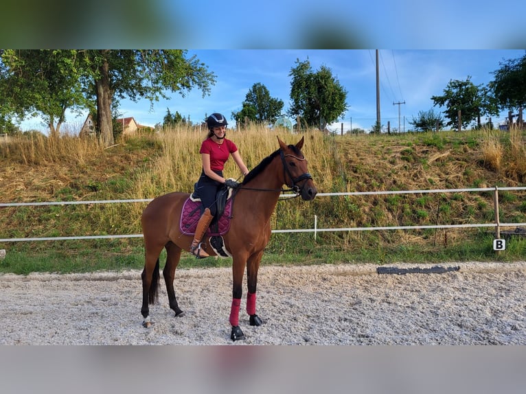 Cheval de sport allemand Jument 9 Ans 167 cm Bai in Schwabhausen