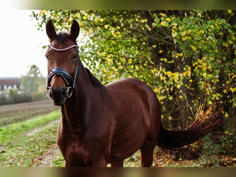 Cheval de sport allemand Jument 9 Ans 167 cm Bai in Schwabhausen