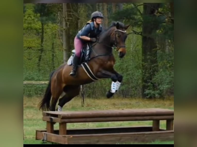 Cheval de sport allemand Jument 9 Ans 168 cm Bai brun in Zossen