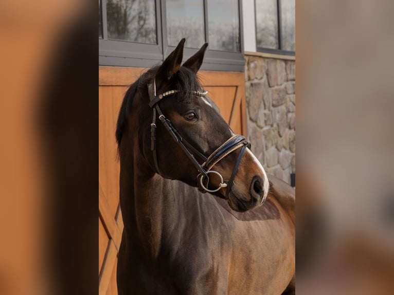 Cheval de sport allemand Jument 9 Ans 168 cm Bai brun in Hülben