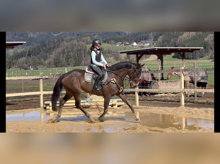 Cheval de sport allemand Jument 9 Ans 168 cm Bai brun foncé in Schlins