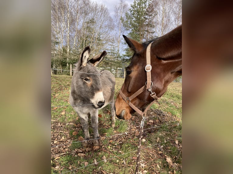 Cheval de sport allemand Jument 9 Ans 168 cm Bai in Pfalzgrafenweiler