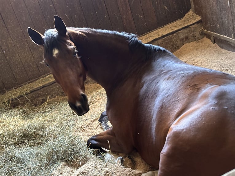 Cheval de sport allemand Jument 9 Ans 168 cm Bai in Pfalzgrafenweiler