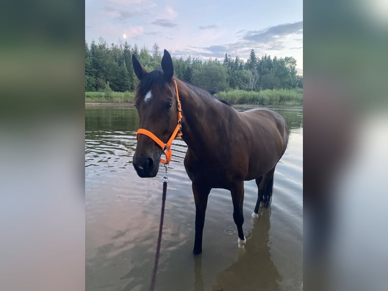 Cheval de sport allemand Jument 9 Ans 168 cm Bai in Pfalzgrafenweiler