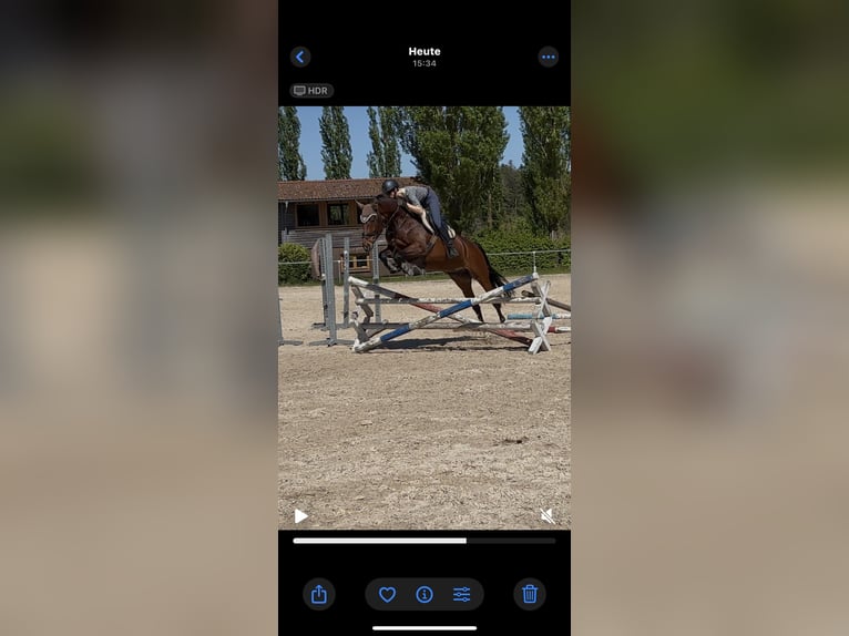 Cheval de sport allemand Jument 9 Ans 168 cm Bai in Pfalzgrafenweiler