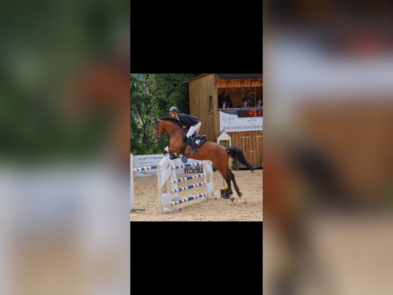 Cheval de sport allemand Jument 9 Ans 168 cm Bai in Augsburg