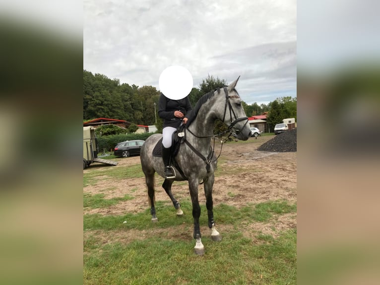 Cheval de sport allemand Jument 9 Ans 168 cm Gris in Bad Liebenwerda