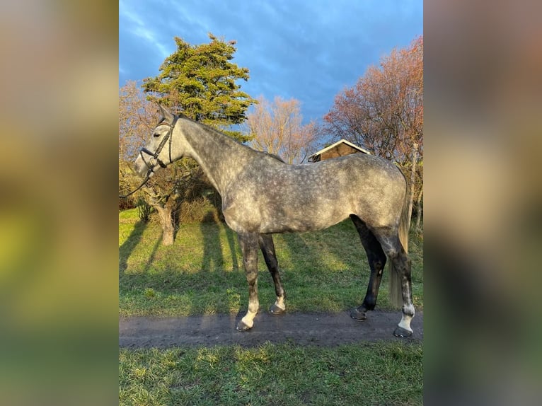 Cheval de sport allemand Jument 9 Ans 168 cm Gris in Bad Liebenwerda