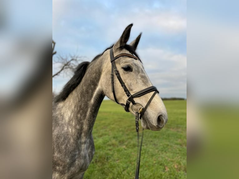 Cheval de sport allemand Jument 9 Ans 168 cm Gris in Bad Liebenwerda