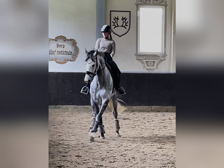 Cheval de sport allemand Jument 9 Ans 168 cm Gris in Einbeck