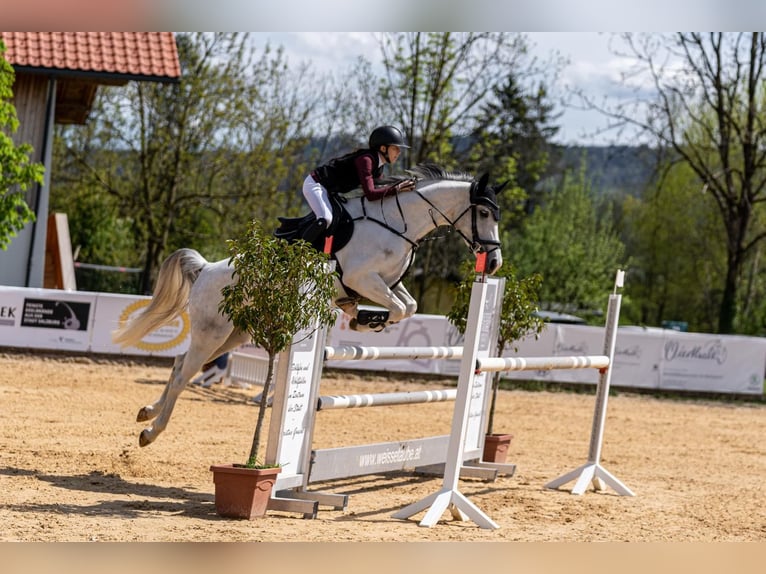 Cheval de sport allemand Jument 9 Ans 168 cm Gris in Salzburg