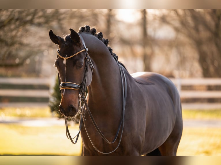 Cheval de sport allemand Jument 9 Ans 169 cm Bai brun in Wehringen