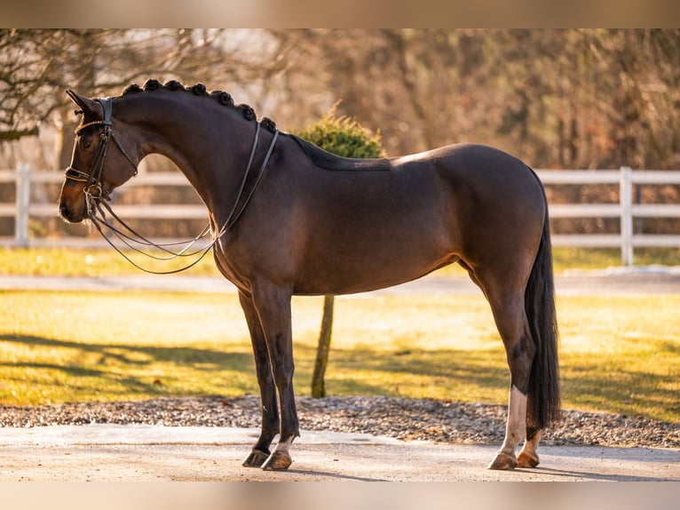 Cheval de sport allemand Jument 9 Ans 169 cm Bai brun in Wehringen