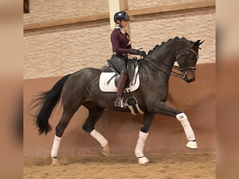 Cheval de sport allemand Jument 9 Ans 169 cm Bai brun in Wehringen