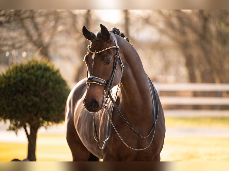 Cheval de sport allemand Jument 9 Ans 169 cm Bai brun in Wehringen